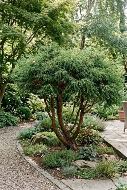 Chamaecyparis pisifera 'Filifera Nana' meerstammig 250-275 cm C670
