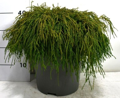 Chamaecyparis pisifera 'Filifera Nana' struik 60-70 cm C12