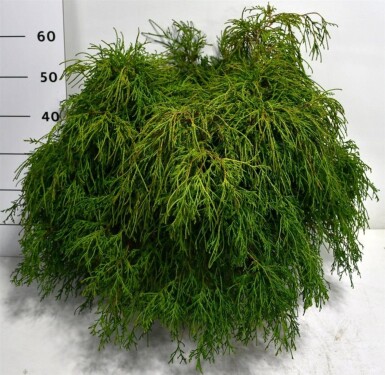 Chamaecyparis pisifera 'Filifera Nana' struik 60-80 cm C12