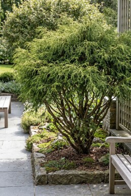 Chamaecyparis pisifera 'Filifera Nana' struik 60-80 cm C12