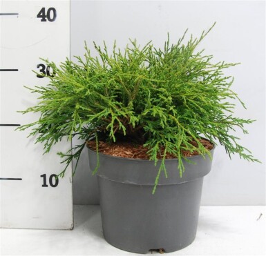 Chamaecyparis pisifera 'Filifera Nana' struik 30-40 cm C5