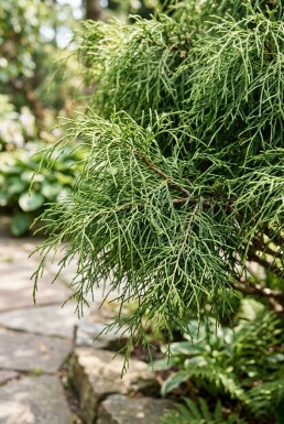 Chamaecyparis pisifera 'Filifera Nana' struik 60-70 cm C7.5