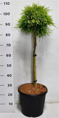 Chamaecyparis pisifera 'Sungold' op stam 60 cm C13