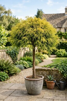 Chamaecyparis pisifera 'Sungold' op stam 75 cm C13