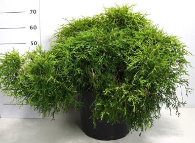 Chamaecyparis pisifera 'Sungold' struik 70-80 cm C25