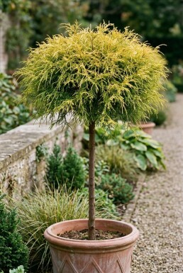 Chamaecyparis pisifera 'Sungold' bol op stam 80 cm C25