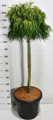 Chamaecyparis pisifera 'Sungold' op stam 90 cm C25