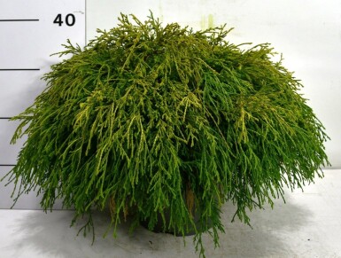 Chamaecyparis pisifera 'Sungold' struik 35-40 cm C5