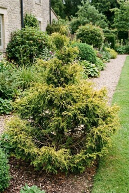 Chamaecyparis pisifera 'Sungold' struik 35-40 cm C5