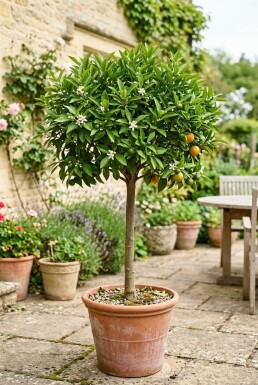 Citrus nobilis op stam 70 cm C230