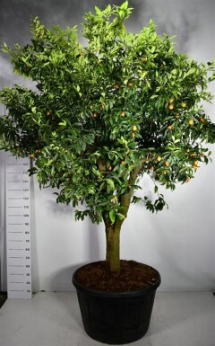Citrus nobilis op stam 70 cm C230