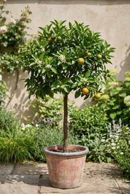 Citrus nobilis op stam 70 cm C230