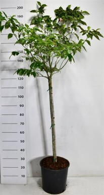 Cornus florida 'Rubra' op stam 100 cm C18