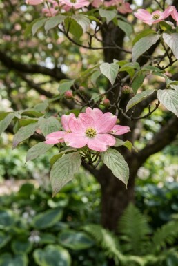 Cornus florida 'Rubra' op stam 100 cm C18