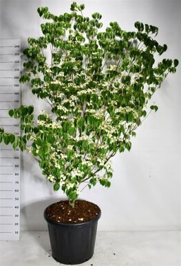 Cornus kousa 'China Girl' struik 150-175 cm C110