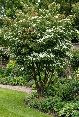 Cornus kousa 'China Girl' struik 150-175 cm C110