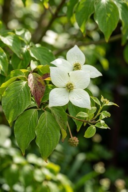 Cornus kousa 'China Girl' struik 150-175 cm C110