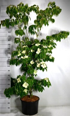 Cornus kousa 'Teutonia' struik 175-200 cm C25