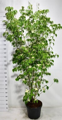 Cornus kousa 'Weiße Fontäne' struik 200-225 cm C30