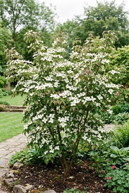 Cornus kousa 'Weiße Fontäne' struik 175-200 cm C80