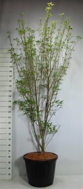 Cornus kousa 'Weiße Fontäne' struik 175-200 cm C80