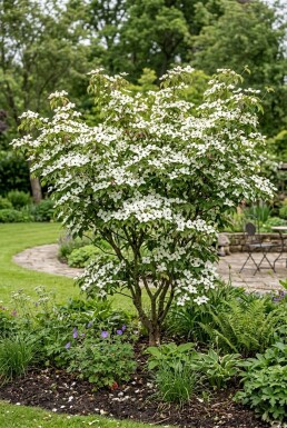 Cornus kousa 'Weiße Fontäne' struik 175-200 cm C80