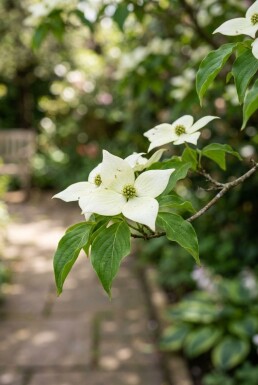 Cornus kousa 'Weiße Fontäne' struik 175-200 cm C80