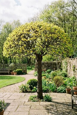Cornus mas parasolvorm 100-125 cm C230