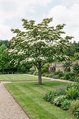 Cornus 'Venus' solitair 200-250 cm C130