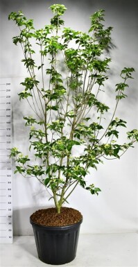 Cornus 'Venus' solitair 200-250 cm C130