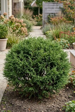 Cryptomeria japonica 'Globosa Nana' Struik 40-50 cm C12