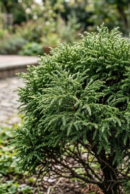 Cryptomeria japonica 'Globosa Nana' Struik 40-50 cm C12
