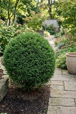 Cryptomeria japonica 'Globosa Nana' Struik 50-60 cm C15
