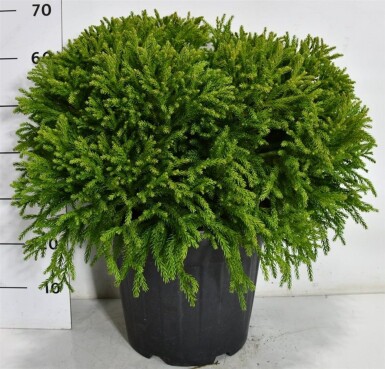 Cryptomeria japonica 'Globosa Nana' Struik 50-60 cm C15