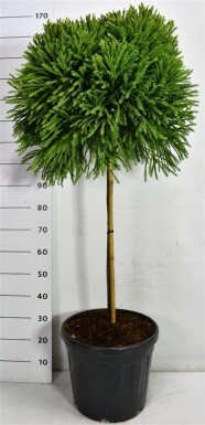 Cryptomeria japonica 'Globosa Nana' op stam 80 cm C30