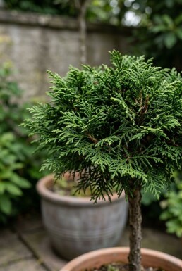 Cryptomeria japonica 'Globosa Nana' op stam 80 cm C30
