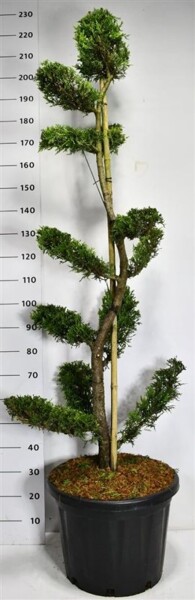 Cuprocyparis leylandii 'Castlewellan Gold' bonsai 150-175 cm C45