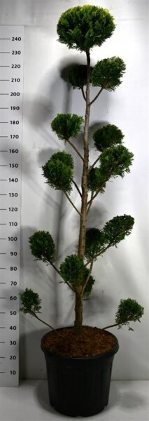 Cuprocyparis leylandii 'Castlewellan Gold' bonsai 200-225 cm C50