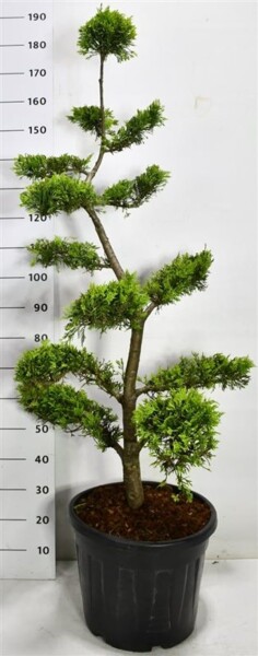 Cuprocyparis leylandii 'Gold Rider' Bonsai 140 cm C30