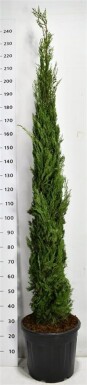 Cupressus sempervirens 'Pyramidalis' struik 200-225 cm C30