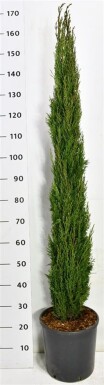 Cupressus sempervirens 'Totem' struik 125-150 cm C12