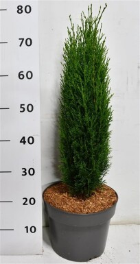 Cupressus sempervirens 'Totem' struik 50-60 cm C7.5