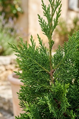 Cupressus sempervirens 'Totem' struik 50-60 cm C7.5