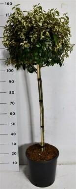 Elaeagnus ebbingei 'Compacta' op stam 80-90 cm C15