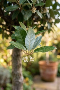 Elaeagnus ebbingei 'Compacta' op stam 80-90 cm C15
