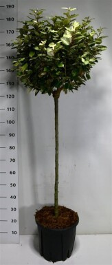 Elaeagnus ebbingei 'Compacta' op stam 90 cm C18