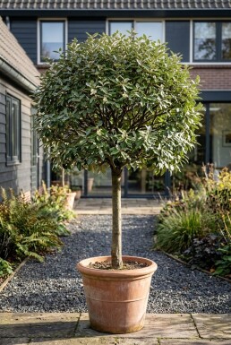 Elaeagnus ebbingei 'Compacta' op stam 90 cm C18