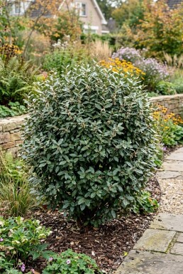 Elaeagnus ebbingei 'Compacta' struik 80-90 cm C35