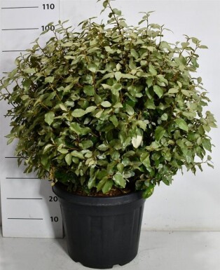Elaeagnus ebbingei 'Compacta' struik 80-90 cm C35