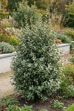 Elaeagnus ebbingei 'Compacta' struik 80-90 cm C35